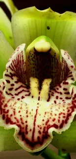 Close-up of a green orchid with detailed pattern.