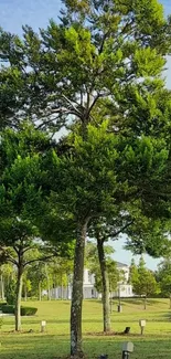 Serene park with a tall green tree in sunlight.