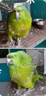 Green parrot perched, vibrant and lively.