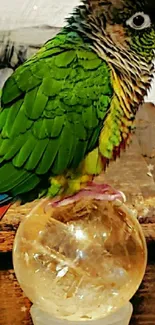 Green parrot perched on a crystal sphere with a decorative background.