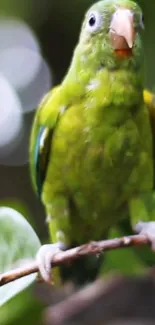 Green parrot perched on branch amidst lush green foliage.