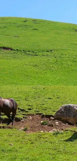 Horses in a green field under a blue sky.