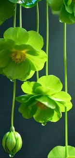 Vibrant green petals hanging with dewdrops on a dark background.