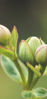 Close-up of green plant buds against a blurred background.