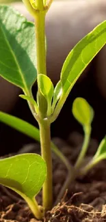 Close-up of a young green plant growing in soil against a blurred background.