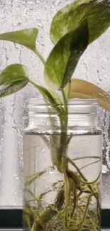 Green plant in a glass jar with raindrops on a window background.