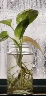 Green plant in a glass jar against a rainy window background.