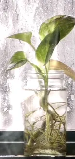 Green plant in glass jar with misty window background.