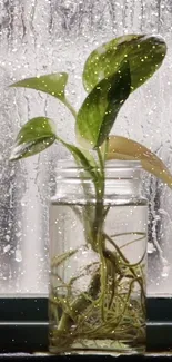 Plant in glass jar with raindrops on window, creating a serene mood.