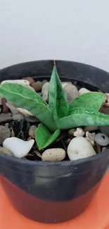 Small green plant in black pot on orange stand with surrounding stones.