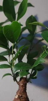 Green leafy plant in natural light wallpaper.