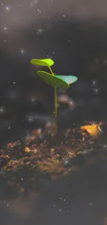 Wallpaper featuring a green plant sprouting from dark soil with a blurred background.