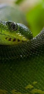 Close-up image of a green python with detailed scales and vibrant skin.