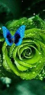 A vibrant green rose with a blue butterfly perched on it, covered in dew.