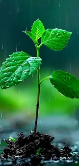 Green sapling in the rain with lush leaves.