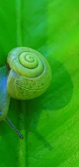 Vibrant green wallpaper featuring a snail on a fresh leaf.