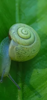 Close-up of a green snail on a vibrant leaf.