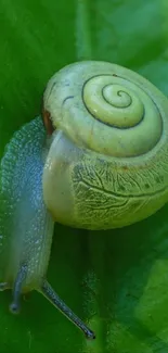 Green snail resting on a leaf as a mobile wallpaper.