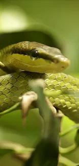 Close-up of a green snake interwoven with leafy branches.