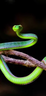 Green snake elegantly coiled on a branch in vibrant detail against a dark background.