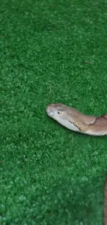 Snake coiled on vibrant green grass wallpaper.