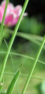 Green stems with blurred pink flower in nature.