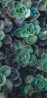 Teal green succulent leaves mobile wallpaper.