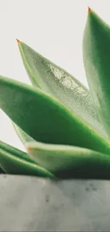 Close-up of a green succulent plant for mobile wallpaper.