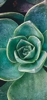 Serene green succulent mobile wallpaper, perfect for nature-themed phone backgrounds.