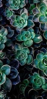 Lush green succulents create a vibrant phone wallpaper.