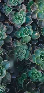 Green succulent pattern wallpaper with lush leaves.