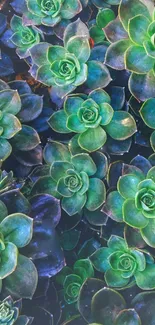 Vibrant green succulents for mobile wallpaper.