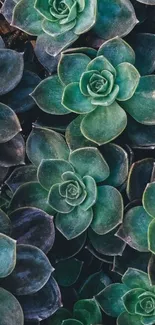 Green succulent pattern mobile wallpaper.