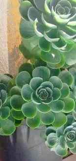 Vibrant green Echeveria succulent wallpaper for mobile devices.