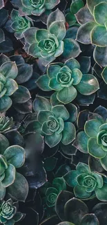 Mobile wallpaper of green succulent plants.