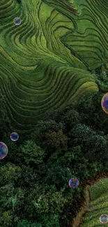 Green terraced fields with floating bubbles create a serene mobile wallpaper.