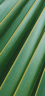 Close-up of green leaf texture with natural patterns for mobile wallpaper.