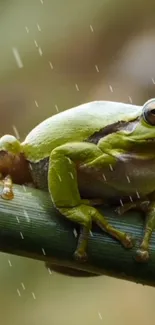 Green tree frog on a bamboo branch in rain.