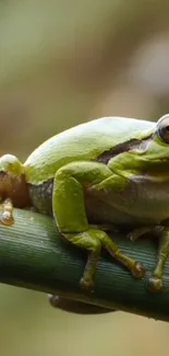 A vibrant green tree frog rests on a branch with a blurred natural background.