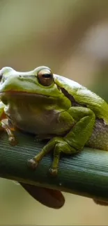 Green tree frog sitting on a branch against a blurred background.