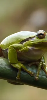 A vibrant green tree frog perched on a branch, ideal for nature lovers' phone wallpaper.