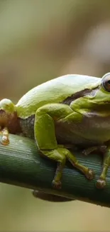 Green tree frog sitting on a branch, close-up view.