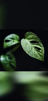 Close-up of a vivid green tropical leaf with dark background.