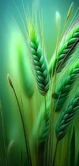 Close-up of lush green wheat stalks in a vibrant field setting.