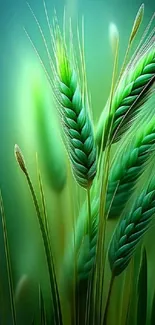 Green wheat stalks mobile wallpaper with vibrant hues.