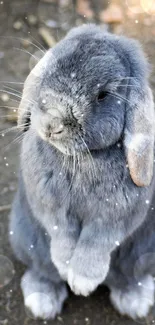 Adorable grey bunny sitting upright on a textured surface.