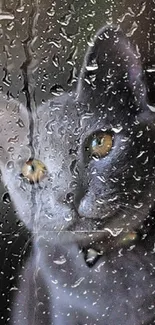 Grey cat with yellow eyes against a dark background.