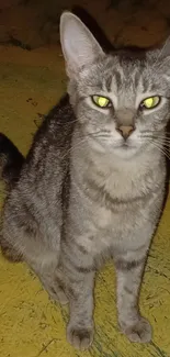 Grey cat sitting on a yellow floor with vibrant eyes, perfect for mobile wallpaper.