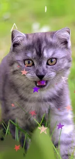 Cute grey kitten walking through green grass with colorful star accents.