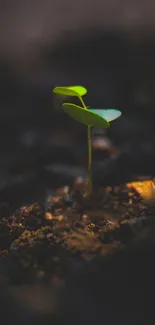 A green sprout emerging from dark soil, symbolizing growth and renewal.